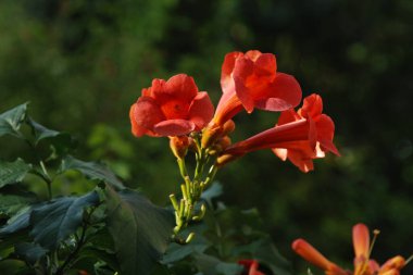 Campsis, Bignoniaceae (Bignoniaceae) familyasından bir yaprak sarmaşığı cinsidir.) 