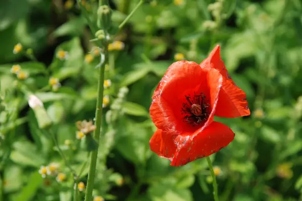 stock image Wild poppy (Latin Papaver rhoeas; field poppy, poppy, self-seeding poppy)