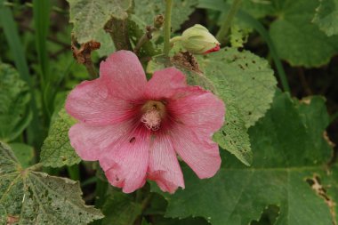  Malva, veya mallow (lat. Mlva) 