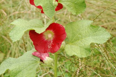  Malva, veya mallow (lat. Mlva) 