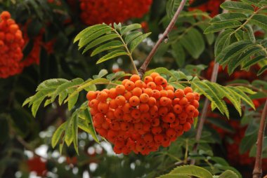 Yaygın dağ külleri (Sorbus aucuparia) 