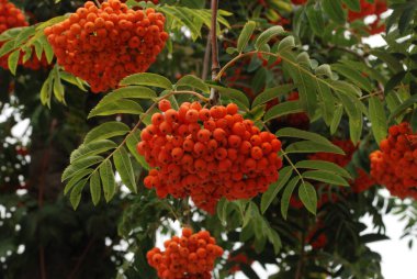 Yaygın dağ külleri (Sorbus aucuparia) 