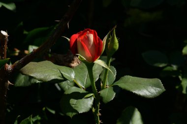 Kırmızı gül (Latin Rosa L.)