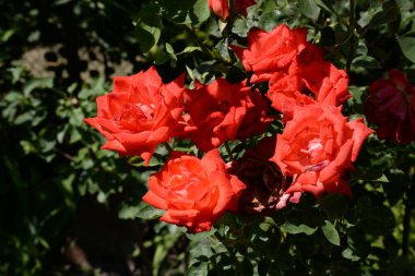 Kırmızı gül (Latin Rosa L.)