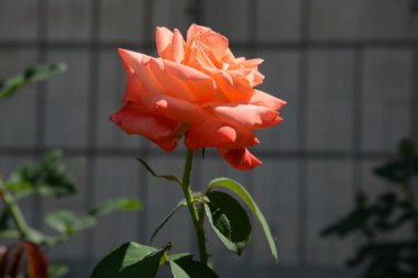 Kırmızı gül (Latin Rosa L.)