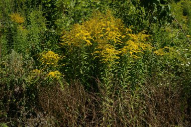 Golden Cowl Canadian (Latin Solidgo canadnsis), bloom, family astropeus, flowers, general view, genus goldenrod, green, leaves, or composite, taç yaprakları, plant, weed, wild, yellow