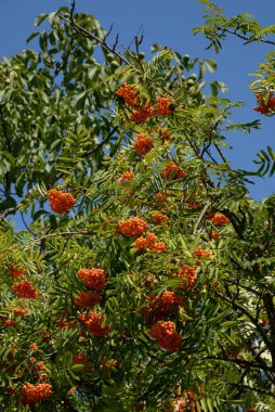  Yaygın dağ külleri (Sorbus aucuparia) 