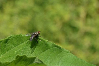 Lahit, ya da gri et sinekleri, etobur, tüküren sinekler (Sarcophagidae))