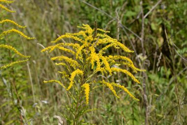 Golden Cowl Canadian (Latin Solidgo canadnsis), bloom, family astropeus, flowers, general view, genus goldenrod, green, leaves, or composite, taç yaprakları, plant, weed, wild, yellow