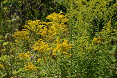 Golden Cowl Canadian (Latin Solidgo canadnsis), bloom, family astropeus, flowers, general view, genus goldenrod, green, leaves, or composite, taç yaprakları, plant, weed, wild, yellow