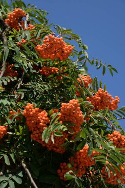 Yaygın dağ külleri (Sorbus aucuparia) 
