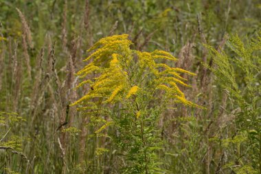 Golden Cowl Canadian (Latin Solidgo canadnsis), bloom, family astropeus, flowers, general view, genus goldenrod, green, leaves, or composite, taç yaprakları, plant, weed, wild, yellow