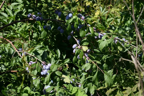 stock image Plum (Prunus) is a genus of drupe fruit plants 