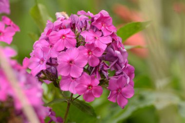  Malva, veya mallow (lat. Mlva) 