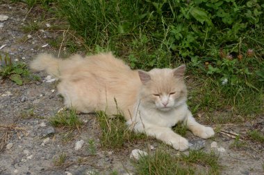 Kedi kedisi (Latince Felis Silvestris catus), kedigiller (Felis) familyasından bir kedi türü.)