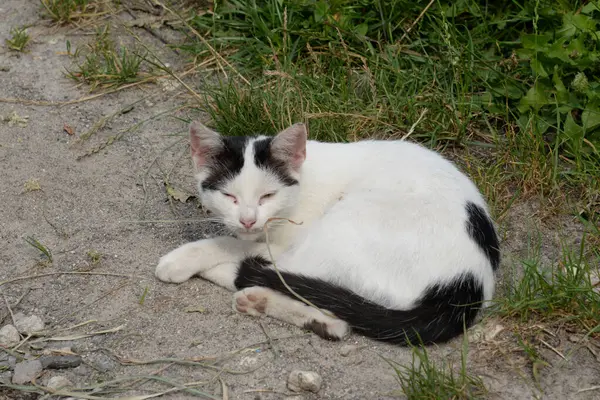 stock image The cat's cat, or the cat's cat (Latin Felis silvestris catus), as well as his relative, cat wild (forest)