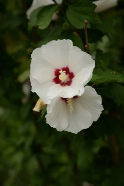  Malva, veya mallow (lat. Mlva) 