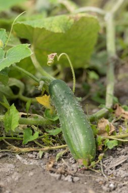 Salatalık (salatalık sativus), salatalıkgiller familyasından evcilleştirilmiş bir sebzedir..