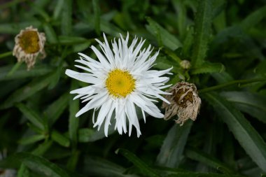 Chamomile or chamomile is a genus of annual, highly branched plants 