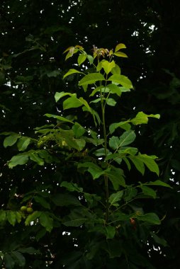 Ceviz, o da ceviz (Juglans regia L.)