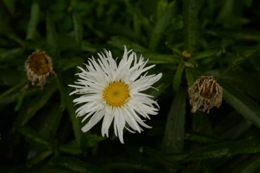 Papatya çayı ya da papatya çayı her yıl yüksek dallı bir bitki cinsidir. 