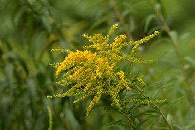 Golden Cowl Canadian (Latin Solidgo canadnsis), bloom, family astropeus, flowers, general view, genus goldenrod, green, leaves, or composite, taç yaprakları, plant, weed, wild, yellow