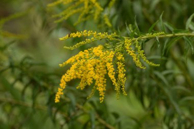 Golden Cowl Canadian (Latin Solidgo canadnsis), bloom, family astropeus, flowers, general view, genus goldenrod, green, leaves, or composite, taç yaprakları, plant, weed, wild, yellow