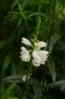 Physostegia (Physostegia), St. Nettle familyasından çiçek açan bir bitki cinsidir.)  