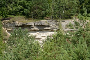 Sessiz köşe güzel doğa. Eski kozalaklı orman.