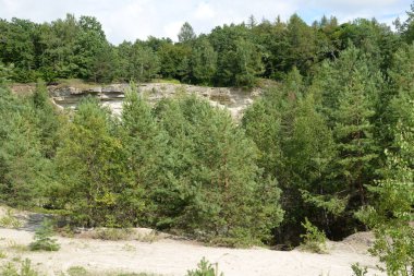 Sessiz köşe güzel doğa. Eski kozalaklı orman.