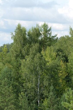 Sessiz köşe güzel doğa. Eski kozalaklı orman.