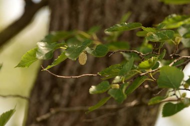 Mulberry (Morus), dut familyasından bir bitki cinsidir..