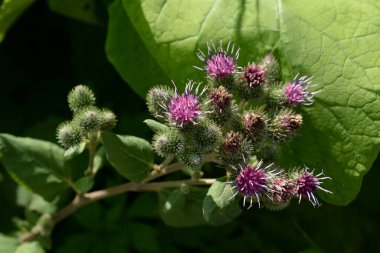 Burdock (