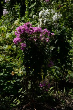 Malva, veya mallow (lat. Mlva) 