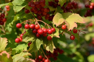 Kalina (Viburnum), Tansy familyasından bir bitki cinsidir.