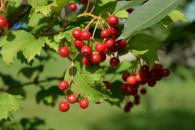 Kalina (Viburnum), Tansy familyasından bir bitki cinsidir.