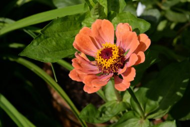 Zinnia (lat. Znnia, Asteraceae familyasının yıllık ve daimi bitki cinsi..