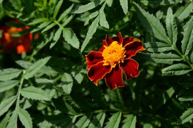 Kadife çiçekleri (