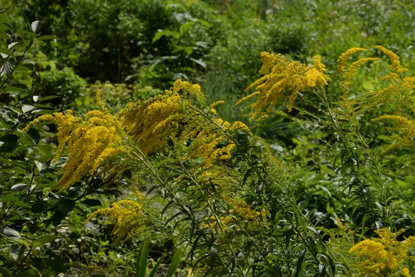 Golden Cowl Canadian (Latin Solidgo canadnsis), bloom, family astropeus, flowers, general view, genus goldenrod, green, leaves, or composite, taç yaprakları, plant, weed, wild, yellow