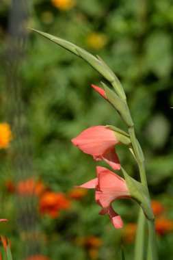 Kosariki (Gladiolus), midye familyasından uzun ömürlü bir bitki cinsidir.