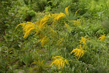 Golden Cowl Canadian (Latin Solidgo canadnsis), bloom, family astropeus, flowers, general view, genus goldenrod, green, leaves, or composite, taç yaprakları, plant, weed, wild, yellow
