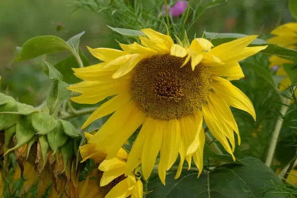 Stock image Annual sunflower (Helinthus nnuus), oil sunflower