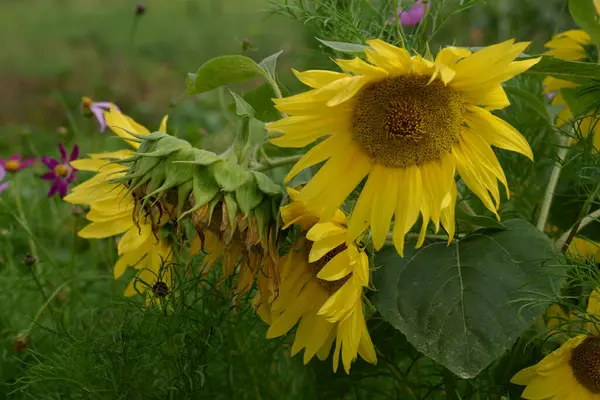 stock image Annual sunflower (Helinthus nnuus), oil sunflower