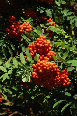 Yaygın dağ külleri (Sorbus aucuparia) 