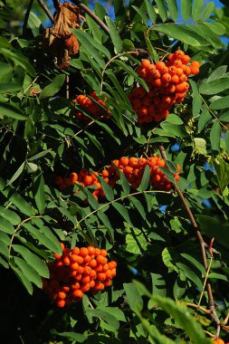 Yaygın dağ külleri (Sorbus aucuparia) 