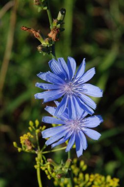 Centaurea, Saster familyasından bir bitki cinsidir.