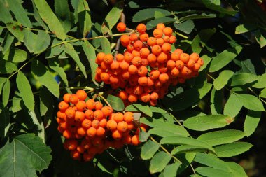 Yaygın dağ külleri (Sorbus aucuparia) 