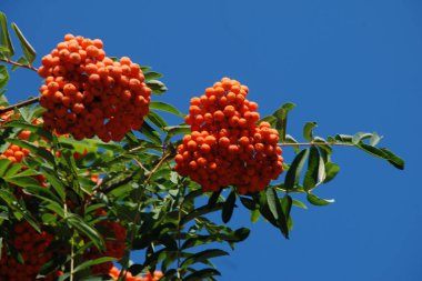Yaygın dağ külleri (Sorbus aucuparia) 