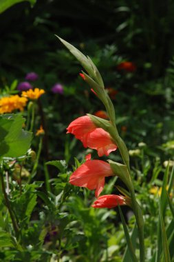 Kosariki (Gladiolus), midye familyasından uzun ömürlü bir bitki cinsidir.