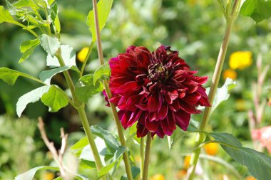  Çalı şakayığı (Paeonia kadın hakları savunucusu)